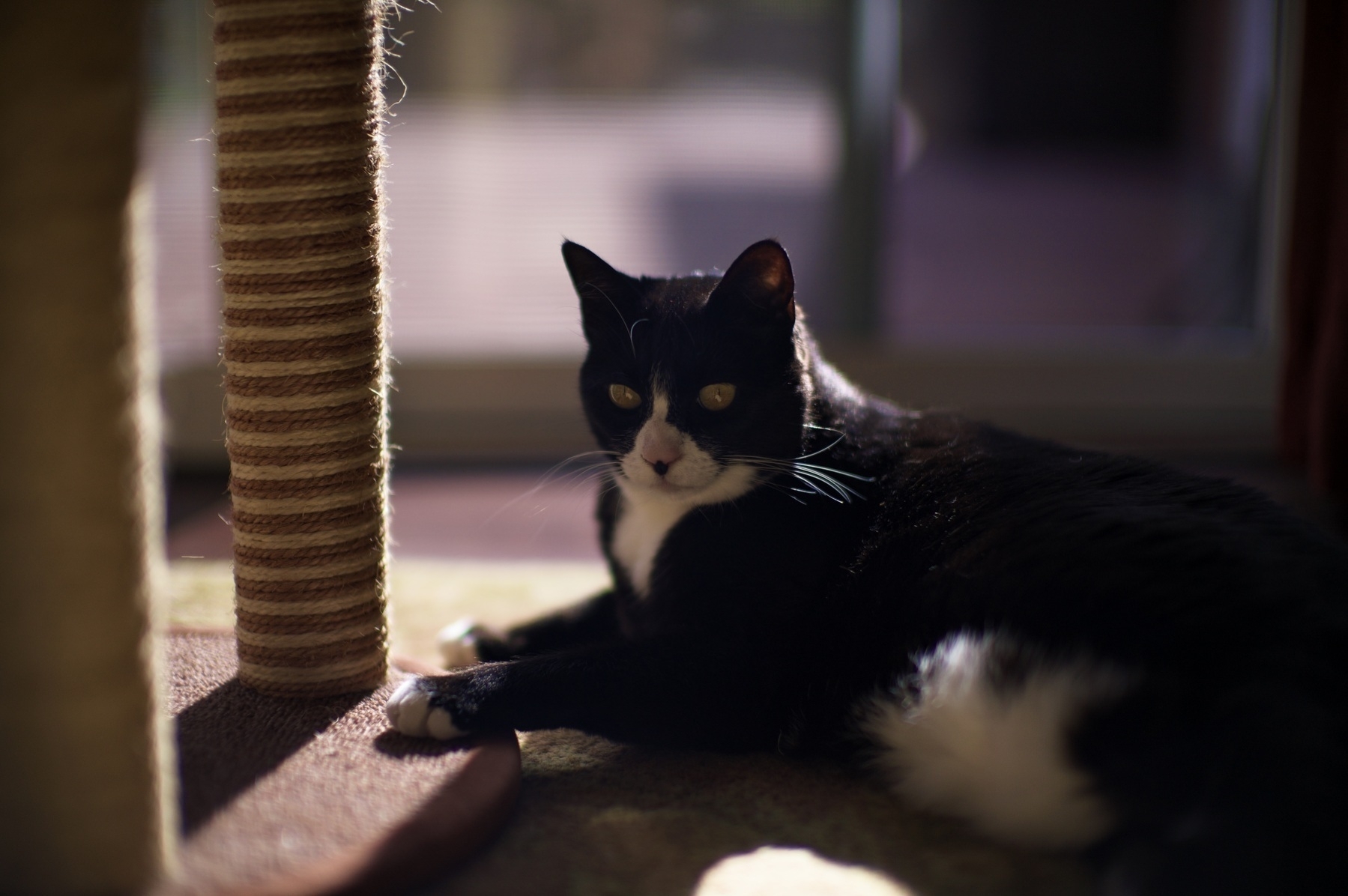 A black and white cat is lounging beside a scratching post in a sunlit room.